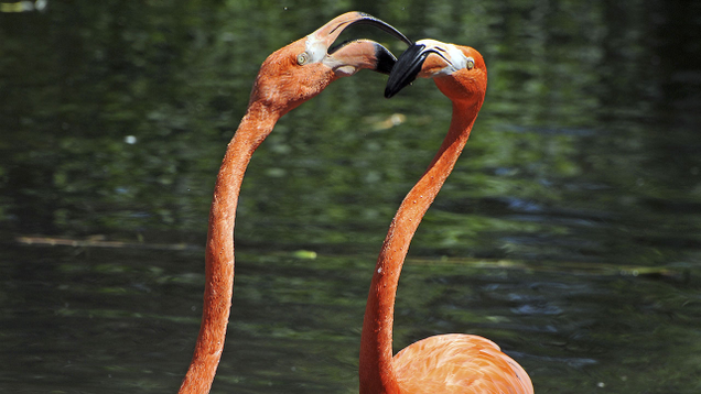 Illustration for article titled 9 Flamingo Pictures I Got For My Wife But Then I Remembered She Likes Peacocks, Not Flamingos
